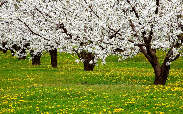 Цветущие яблони