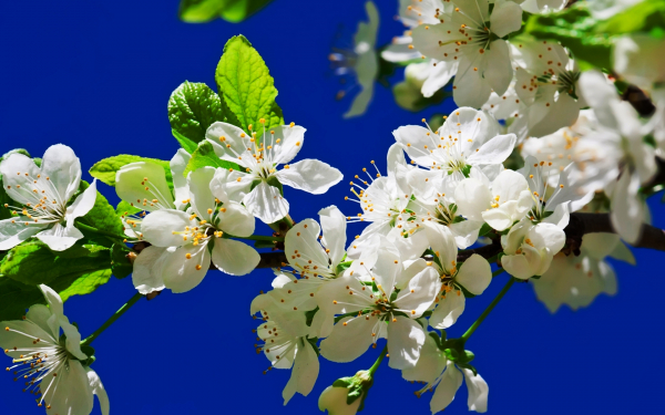 Цветущая ветка яблони