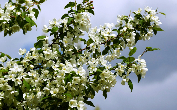 Цветущие ветки яблони