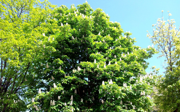 Цветущий каштан