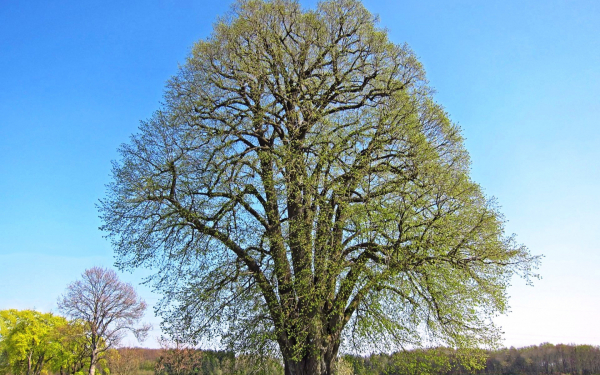 Весеннее дерево