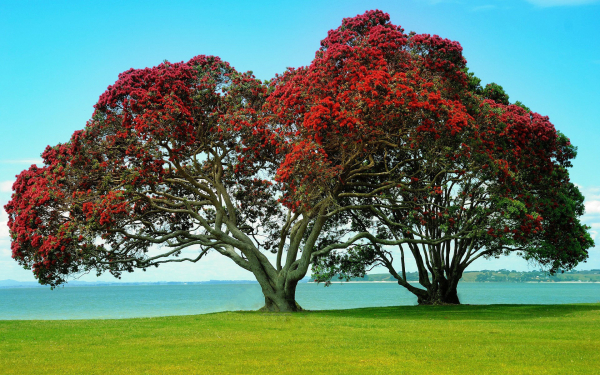 Красивые деревья