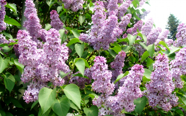 Цветет сирень
