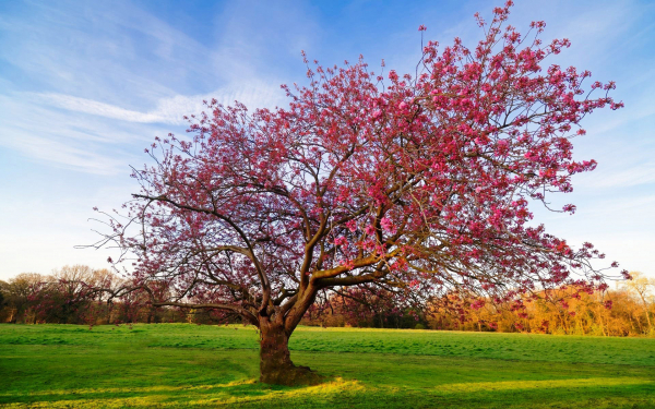 Цветущее дерево