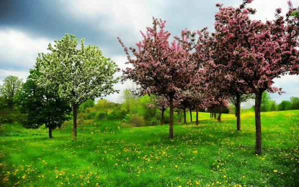 Весенние деревья