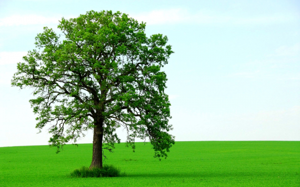 Дерево на зеленом поле