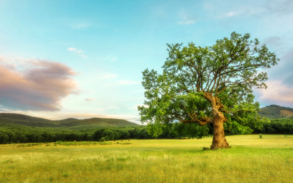 Старое дерево на поляне