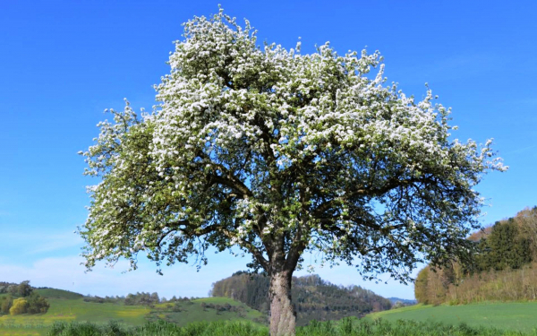 Цветущее дерево