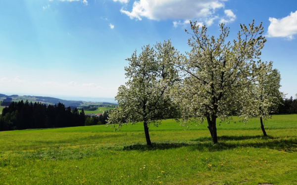 Цветущие деревья на весенней лужайке