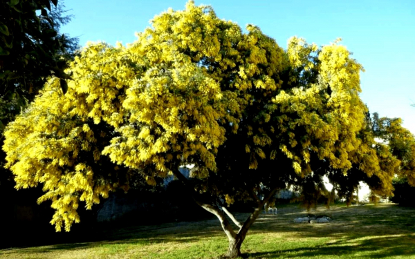 Желтая акация