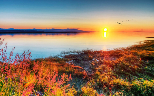 Птицы летят на юг