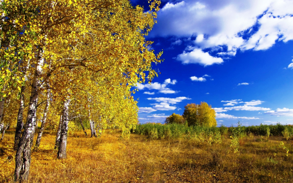 Осень на опушке леса