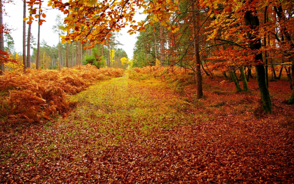 Осень на просеке