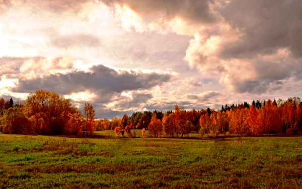 Поляна лес тучи осень