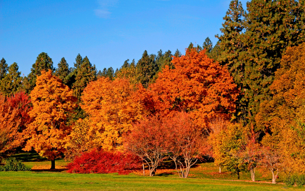 Осень золотая