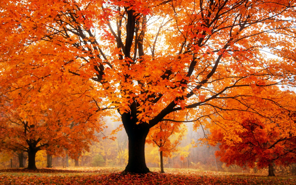 Осенняя позолота