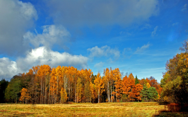 Поляна лес небо осень