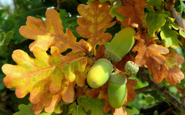 Осенние листья дуба