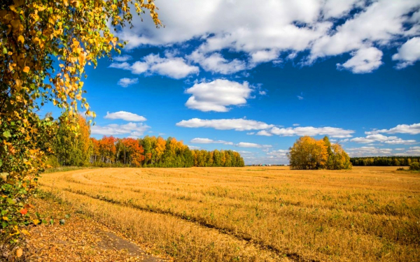 В поле осень