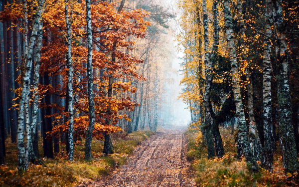 Листья дорога деревья осень