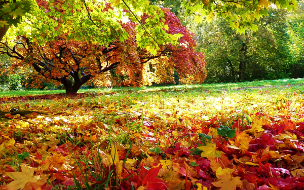 Осенние листья укрыли поляну