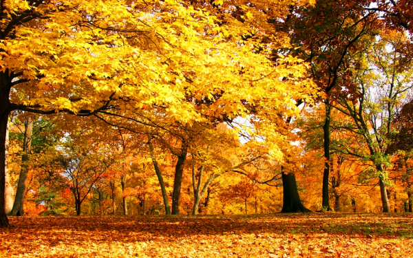 Позолотила листья осень