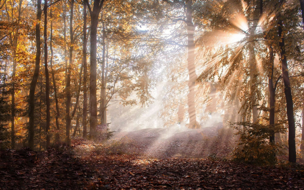 Туманное осеннее утро