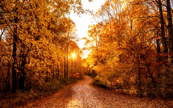 Утро в осеннем лесу