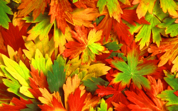 Листья осенние