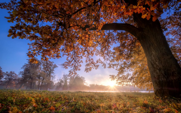 Осеннее утро