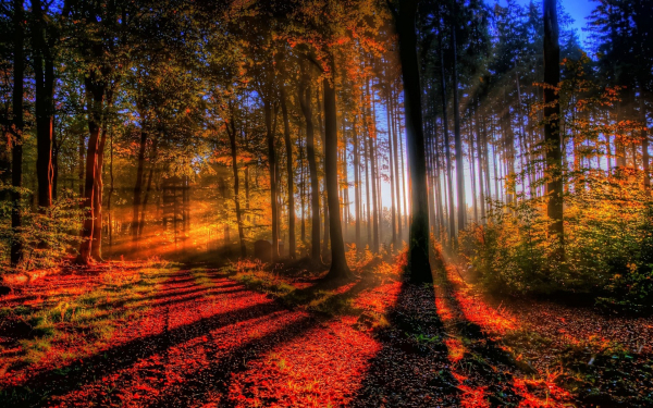 Лучи солнца в осееннем лесу