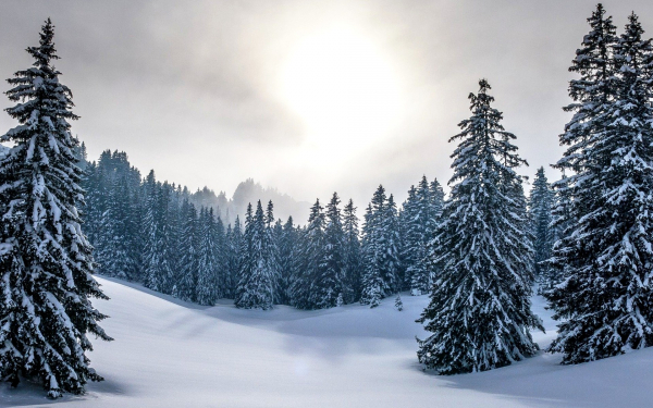 Зимняя тайга