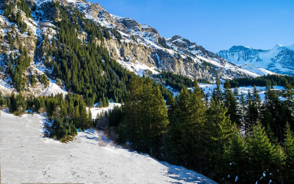 Снег еловый лес горы зима