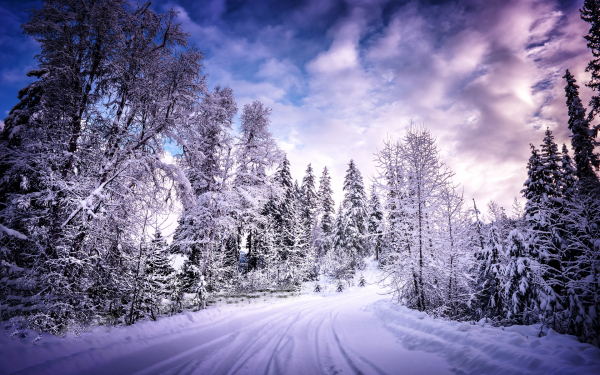 Снег лес дорога зима