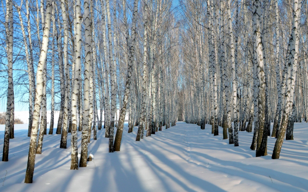 Зима в березовой роще