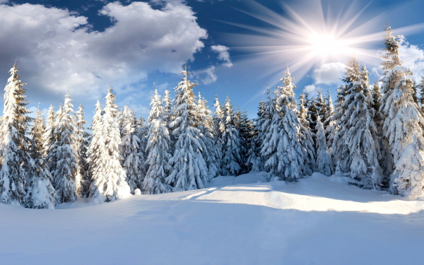 Яркое солнце над зимним лесом