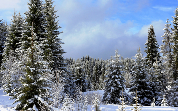 Зимний хвойный лес