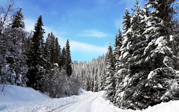 Зимняя дорога в лесу