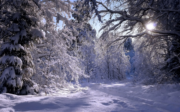 Зимняя сказка в лесу