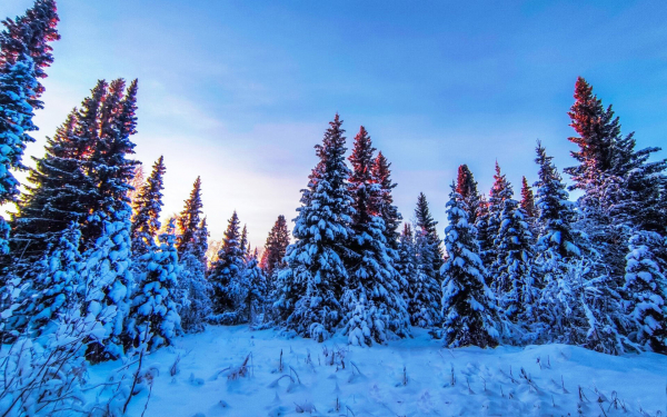 Снежная поляна в зимней тайге