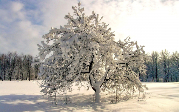 Зимняя яблоня