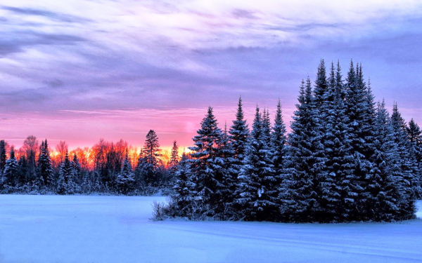 Снег лес зимний вечер