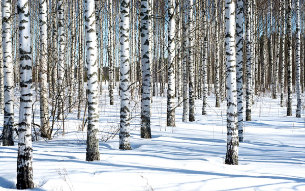 Зимняя роща