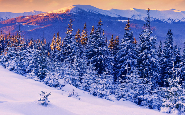 Зимняя тайга