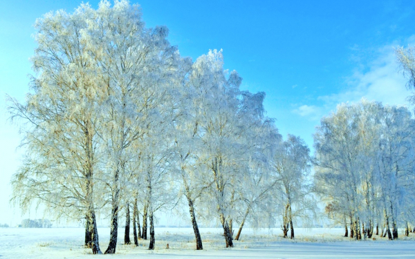 Зимние березы