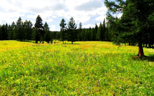 Картинка лета