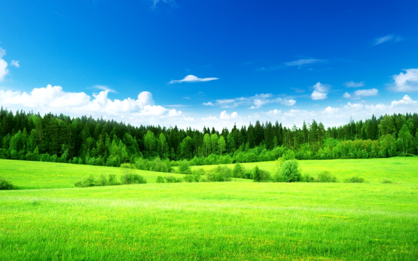 Природа летом