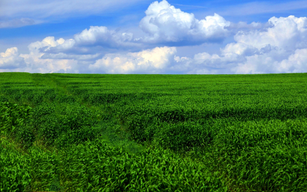 Лето поле облака