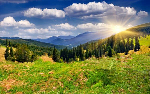 Лето горы лес солнце