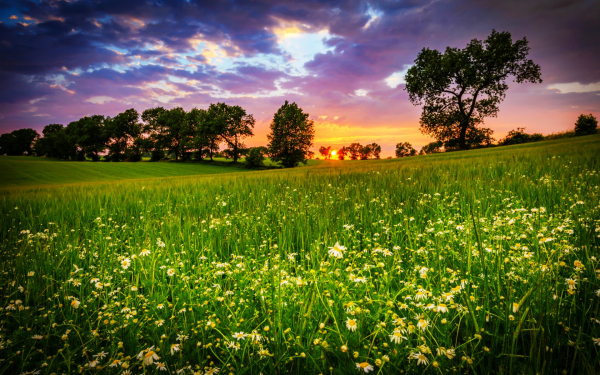 Летний вечер на лужайке